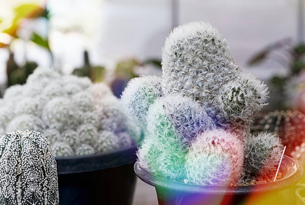 Mnoho malých kaktusů v různých tvarech a různých barvách rostoucích v květináčích - Fotografie, Obrázek