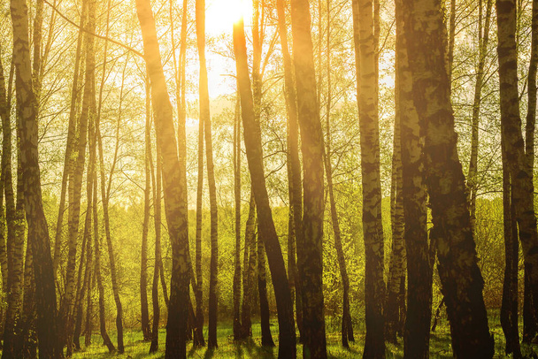 Zonsopkomst of zonsondergang in een lenteberkenbos met jong groen blad en gras. Zonnestralen die door de berkenbomen breken. - Foto, afbeelding