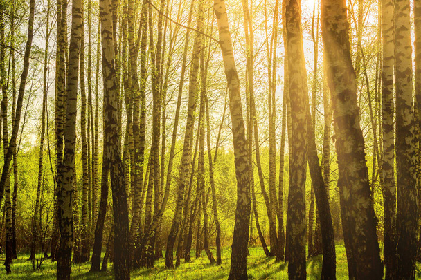 Sonnenaufgang oder Sonnenuntergang in einem Birkenhain im Frühling mit jungem grünen Laub und Gras. Sonnenstrahlen brechen durch die Birken. - Foto, Bild
