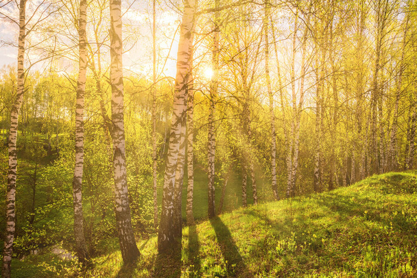 Amanecer o atardecer en un bosque de abedules de primavera con follaje verde joven y hierba. Rayos de sol rompiendo los abedules. - Foto, imagen