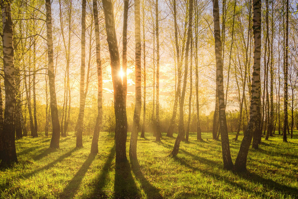若い緑の葉と草を持つ春の白樺林の日の出または日没。白樺の木を突き抜ける太陽の光. - 写真・画像