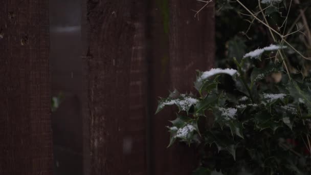 Cespuglio di agrifoglio in inverno con neve che cade - Filmati, video