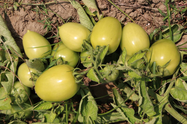 estoque de tomate cru fresco e saudável na árvore na empresa para a colheita - Foto, Imagem