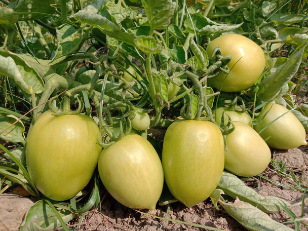 свежий и здоровый сырой томат на дереве в фирме для сбора урожая - Фото, изображение