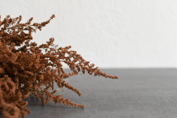 Close-up of dry brown grass on a gray background. Dried Herb Bunch - Photo, Image