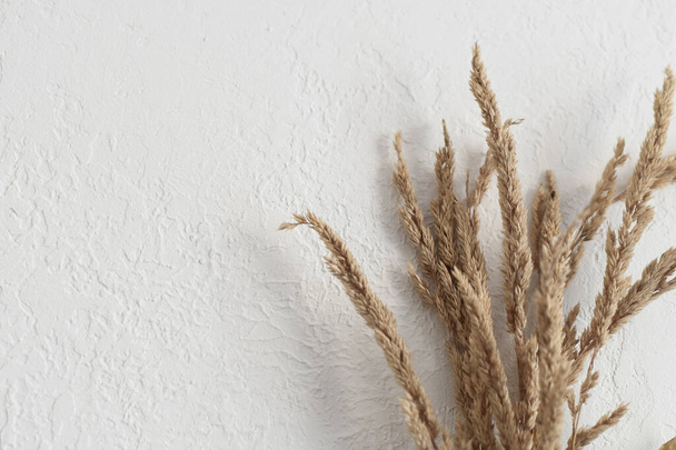 Beige dry grass, reeds on a white background. Minimalistic, stylish, trendy concept. Close-up photo. - Photo, Image