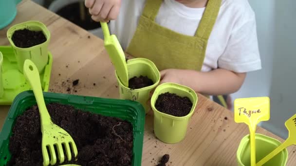 Ένα μικρό ξανθό κορίτσι ασχολείται με τη φύτευση σπόρων για σπορόφυτα, χύνοντας γη σε γλάστρες για την καλλιέργεια καλλιεργειών. η έννοια της κηπουρικής - Πλάνα, βίντεο