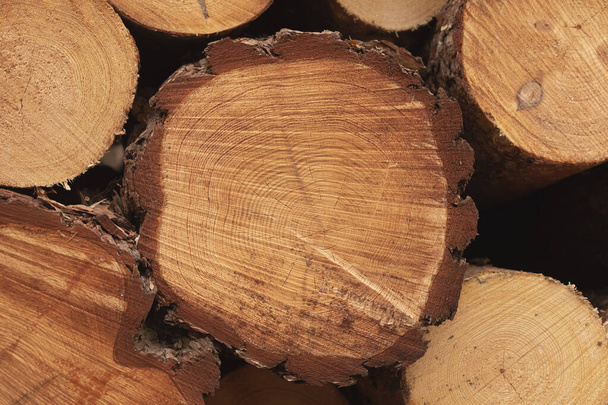 Les anneaux et la texture d'un tronc d'arbre, abattu par l'industrie du bois, dans les forêts de Xoayo, la plus haute montagne du système ibérique, Parc Naturel de Xoayo. - Photo, image
