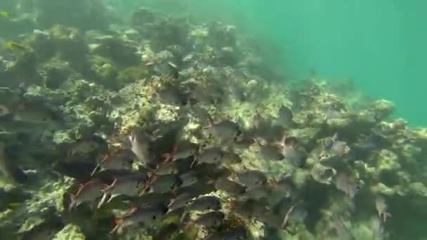 Krásné barevné korálové útesy a tropické ryby pod vodou v Sainte Anne, Seychely - Záběry, video