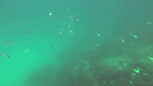 Piękna kolorowa rafa koralowa i tropikalne ryby pod wodą w Sainte Anne, Seszele - Materiał filmowy, wideo
