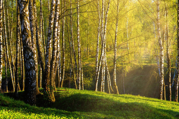 Bahar huş ormanlarında gün batımında ya da şafakta güneş ışınlarında parlayan parlak taze yapraklarla ve ağaçların gölgeleriyle. - Fotoğraf, Görsel