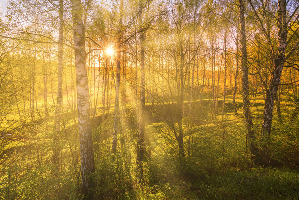 Naplemente vagy hajnal egy tavaszi nyírfa erdőben, fényes, fiatal lombozattal, mely a nap sugaraiban ragyog, és árnyékok a fákról.. - Fotó, kép