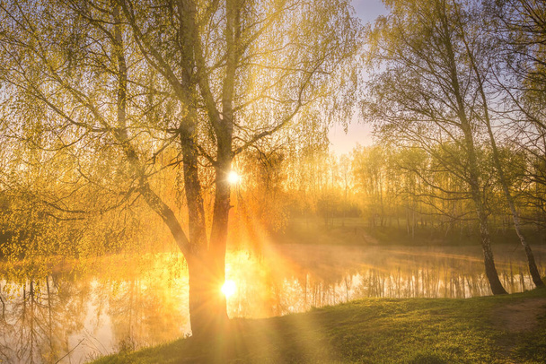 Sunrise near a pond with birches on the shore and fog over the water on a spring morning. Sun rays breaking through birch trees. - Photo, Image