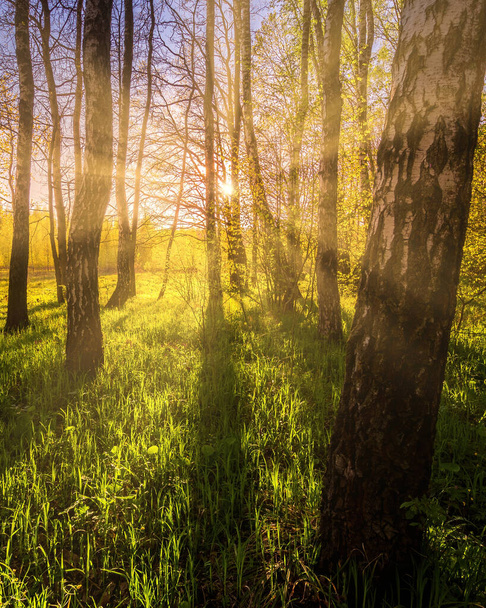 Zonsopkomst of zonsondergang in een lente berkenbos met zonnestralen die door boomstammen schijnen door schaduwen en jong groen gras. Misty ochtend landschap. - Foto, afbeelding