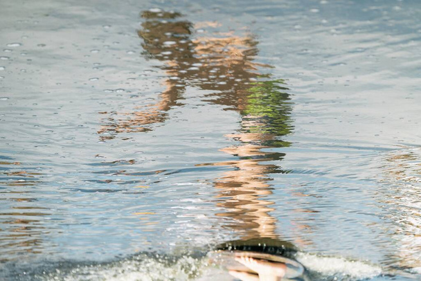 Skimboarding ve vodě. Skimboard v zátoce. Surfující odraz ve vodě. Skimboard v Puck Bay, Jastarnia v Polsku - Fotografie, Obrázek