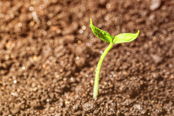 Jonge spruit in de grond met groene bladeren. Groei, ontwikkeling en voorjaarsconcept. - Foto, afbeelding