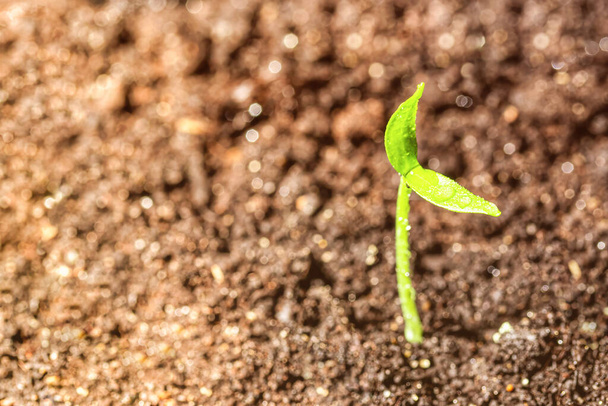 Молодая капуста в земле с зелеными листьями. Концепция роста, развития и весны. - Фото, изображение