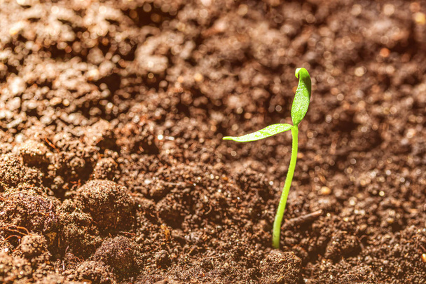 Young sprout in the ground with green leaves. Growth, development and springtime concept. - Photo, Image