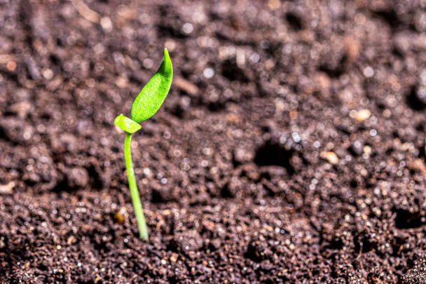 Молодая капуста в земле с зелеными листьями. Концепция роста, развития и весны. - Фото, изображение