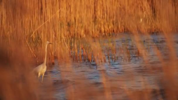 Egret em águas rasas pesca ao pôr do sol - Filmagem, Vídeo