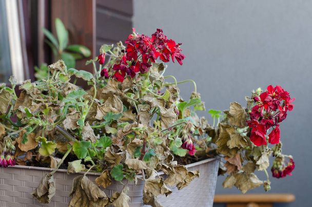 Halbtote und geschrumpfte Pflanze Pelargonuim, im Plastiktopf, auf dem Balkon. Pflanze ohne Pflege, ohne Bewässerung, ohne Sonnenschein. - Foto, Bild