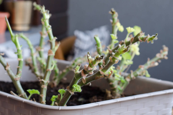 Το φυτό Pelargonuim αποκαθιστά μετά από κακή φροντίδα. Ούτε νερό ούτε λιακάδα. Pelargonuim μεγαλώνουν μετά το χειμώνα.  - Φωτογραφία, εικόνα