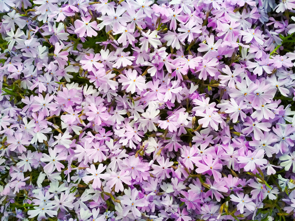 Moss phlox o montagna phlox fiori sfondo. Fiori viola per sfondo. - Foto, immagini