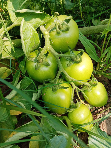 caldo de tomate crudo fresco y saludable en el árbol en firme para la cosecha - Foto, imagen