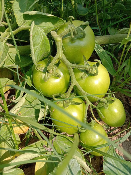tuoretta ja terveellistä raakaa tomaattikantaa puussa sadonkorjuuta varten - Valokuva, kuva