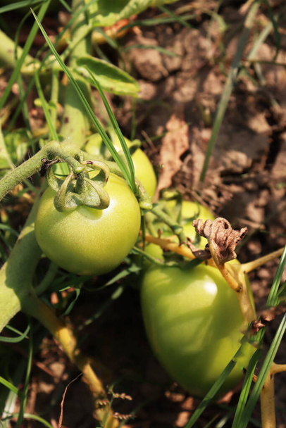 Taze ve sağlıklı çiğ domates hasadı için ağaçta. - Fotoğraf, Görsel