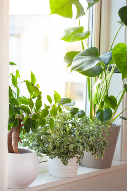 groene kamerplanten fittonia, monstera en ficus microcarpa ginseng in witte bloempotten op venster - Foto, afbeelding