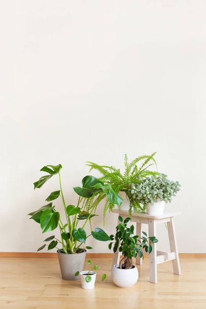 piante d'appartamento fittonia, monstera, nefrolepis e ficus microcarpa ginseng in vasi da fiori bianchi - Foto, immagini