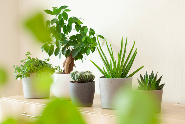 plantas de interior verde cactus suculentas aloe vera, gasteria duval, pilea depressa, parodia warasii, ficus - Foto, imagen