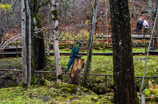 Ormandaki eski su değirmenindeki Ieriku doğa parkının şelaleleri. Letonya 'daki Gauja Ulusal Parkı' nın bir parçası.. - Fotoğraf, Görsel
