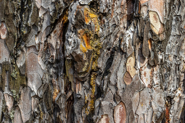 Achtergrondinformatie van de boom. Patroon van boomstam. Gegrafeerde textuur van de bruine schors van een boom met korstmos erop. Huid van de schors - Foto, afbeelding