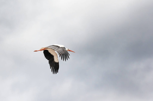 曇った空を飛んでいる間に白いコウノトリ（チコニア）の羽ばたき翼 - 写真・画像