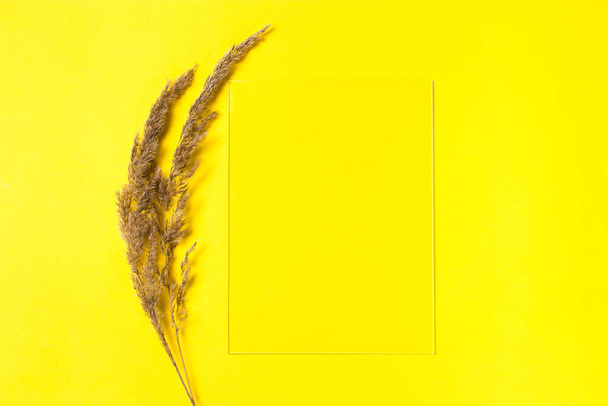 Attrappe einer Einladungskarte mit trockenen Samen auf gelbem Hintergrund. Konzept des Minimalismus. Kopierraum, Draufsicht. Vertikal. Trendfarbe des Jahres 2021 - Foto, Bild