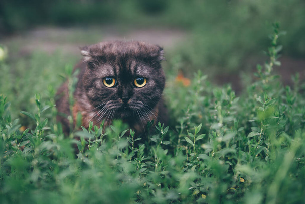 Korkak kedi duygu portresi. - Fotoğraf, Görsel