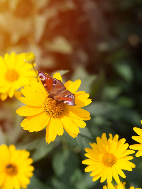 美しい蝶の黄色の花に座っている。夏の季節のポストカード - 写真・画像