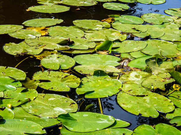 Salpicaduras de lirio de agua amarilla entre hojas verdes.Agua amarilla Lily Nymphaeaceae en agua azul con hojas verdes con reflejos. - Foto, Imagen