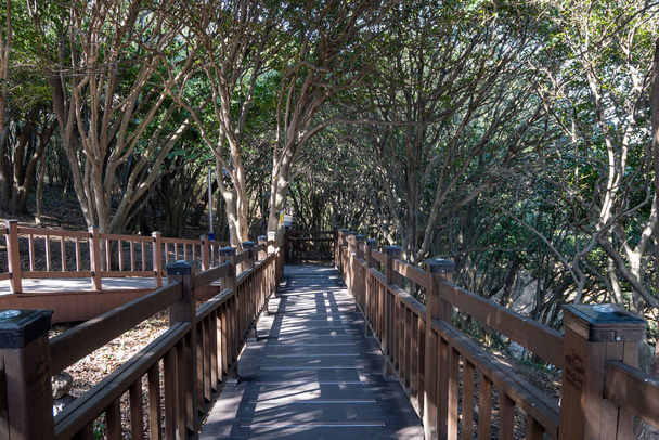 Odongdo île camélia arbres forêt. Prise à Yeosu, Corée du Sud - Photo, image