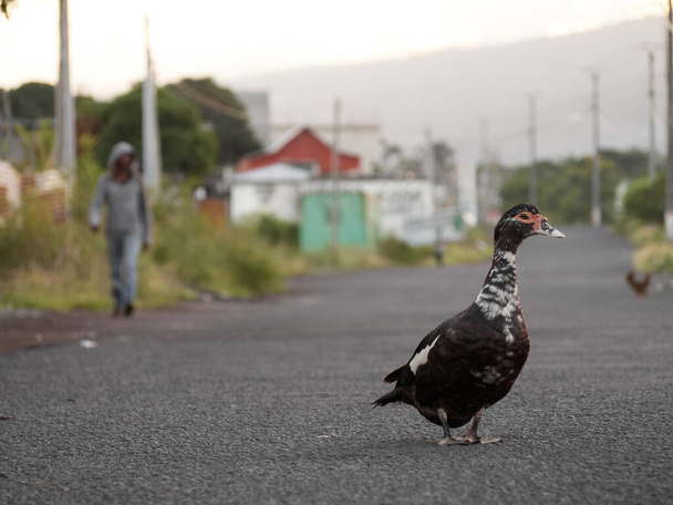 Soft focus on domestic muscovy duck on the street of Moroni. Grand Comoros island. - Photo, Image