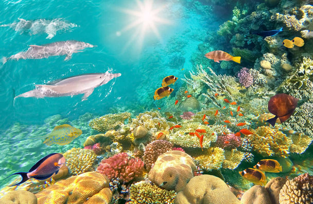 Underwater scene with dolphins and colorful coral reef full of red fish. Marine life postcard - Photo, Image