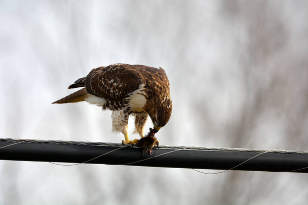 Red tailed  hawk sits perched on hydro line eating a vole - Photo, Image