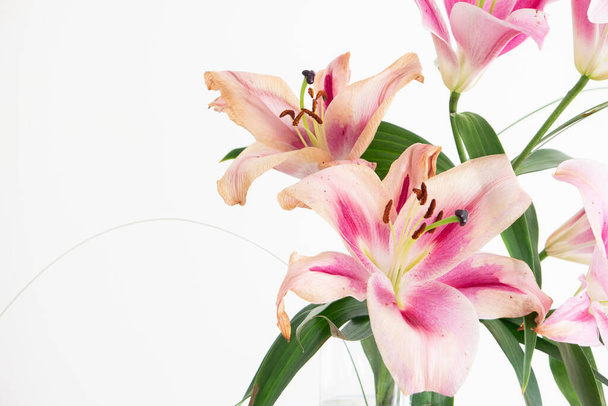 sterven roze lilium lelie bloesem bloem sluiten studio schot geïsoleerd op wit. - Foto, afbeelding