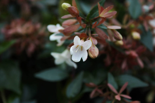 Linnaea grandiflora pensas valkoisia kukkia kukassa  - Valokuva, kuva