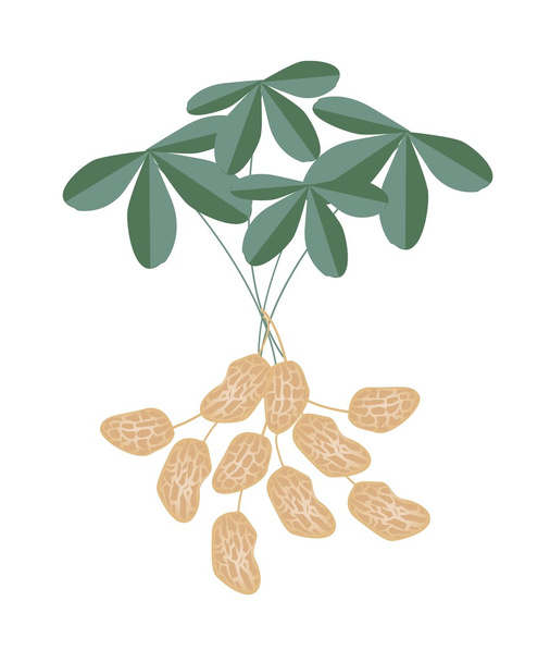 A Peanuts Plant on White Background - Vector, Image