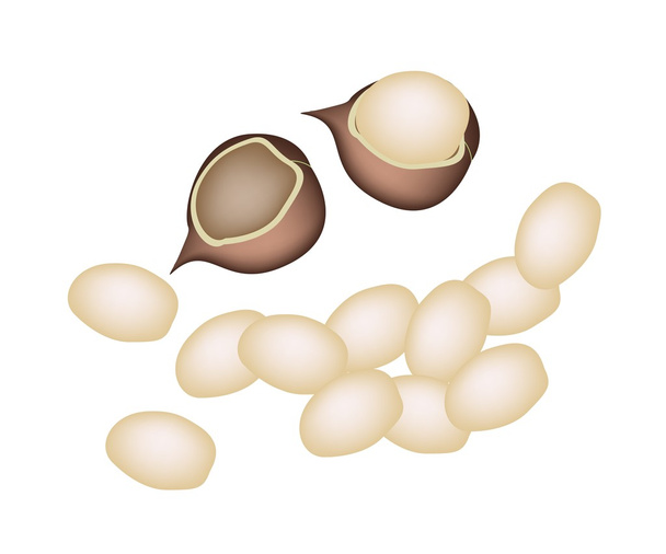 μια στοίβα macadamia καρύδια σε άσπρο φόντο - Διάνυσμα, εικόνα