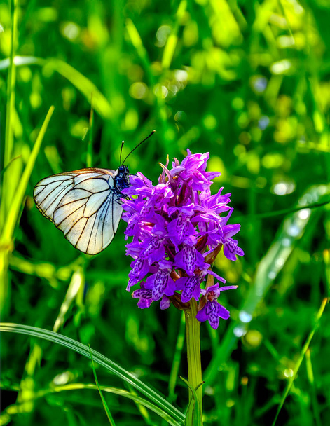 White butterfly Aporia crataegi on purple Dactylorhiza majalis flower, also known as western marsh orchid, broad-leaved marsh orchid, fan orchid or common marsh, growing in Western Siberia, Russia - Photo, Image
