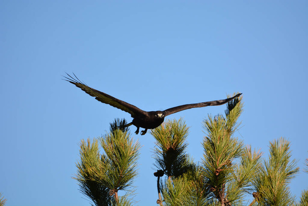Morfo oscuro Halcón de patas ásperas despega en vuelo desde la parte superior de un árbol  - Foto, imagen